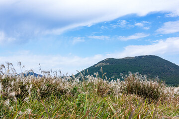 The beautiful silver grass and autumnal blue sky.