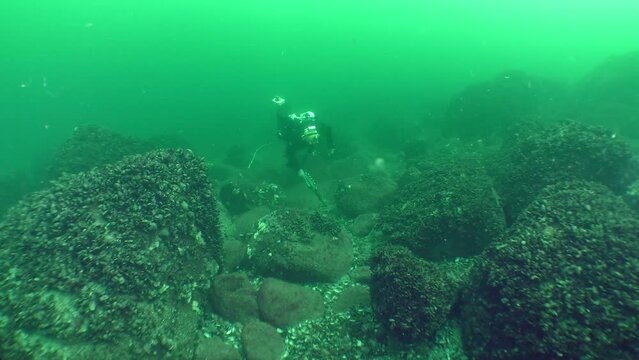 Underwater archaeological research: A diver with a metal detector examines the seabed among the rocks, the camera slowly approaches the diver.
