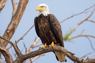 Naklejka premium an eagle perched on a barren tree branch