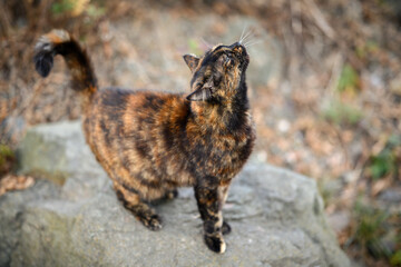 Stray cat outdoor portrait. Selective focus.