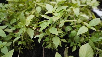 green leaves background