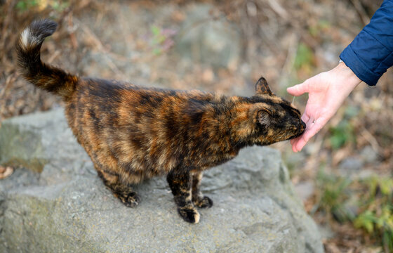 Woman hand touch stray cat outdoor. Selective focus.