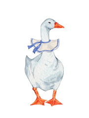 Watercolor white goose with holiday collar. Cute farm bird. Hand drawn illustration on transparent.