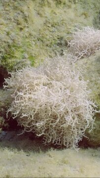 Vertical video, Red algae Liagora on a coastal rocky reef in the sun glare in Mediterranean Sea, Slow motion. Underwater seascape with Liagora alga covered stones