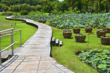 Blooming lotus flowers and wooden bridge near tall buildings in Thailand