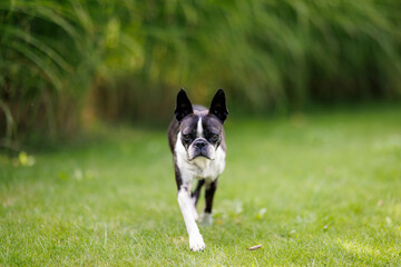 Boston Terrier running on the grass in a garden setting.
