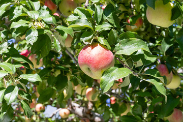 りんご農園(赤りんご)　りんご狩り　りんご畑
