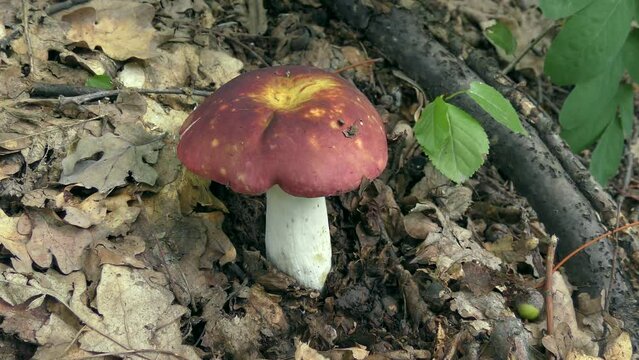 Entire russula (Russula integra) against forest floor background.