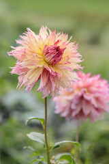 Dahlia classification group 11. Big fimbriated dahlia blossom in pastel colors.