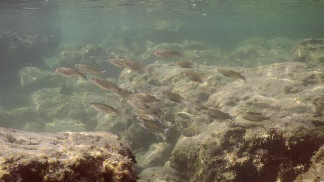 School of Golden Gray Mullet (Chelon aurata) swimming over stony seabed on rocky reef in Mediterranean Sea in shallow water under bright sunrays, Slow motion