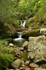 Fototapeta na wymiar Bosque de hayas y cascadas en la rioja