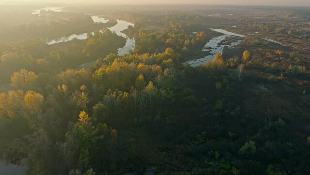 River autumn forest tree nature beautiful green summer aerial drone fly