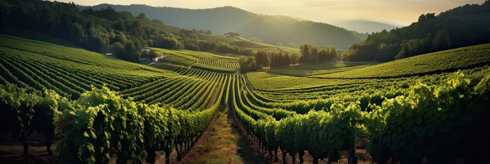 Foto op Canvas A well-kept vineyard displaying orderly rows of grapevines. Lush, winemaking, agricultural abundance, vineyard rows, greenery, picturesque beauty. Generated by AI. © Кирилл Макаров