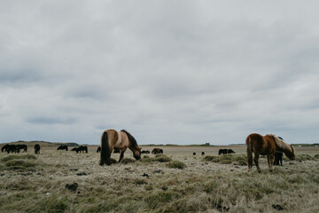 Icelandic Horses in the field in Iceland