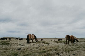 Naklejka premium Icelandic Horses in the field in Iceland