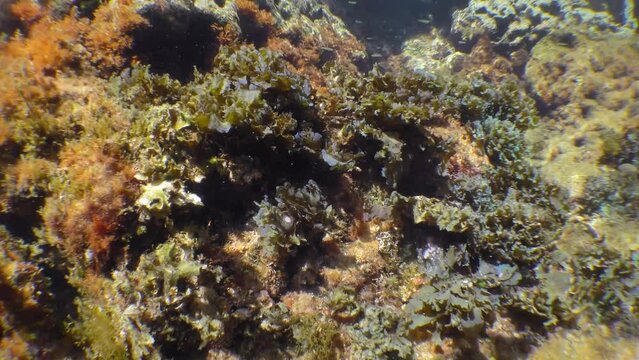 Brown alga bushes swaying in waves: Leafy Flat-blade Alga (Stypopodium schimperi).