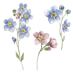 Fototapeta premium Watercolor forget-me-not flower clip art, wildflower illustration set, blue and pink forget me not meadow floral clipart, medical flower