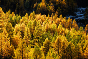 forest of yellow colored European larches (Larix decidua) in autumn in Saastal, Valais