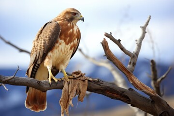 a red-tailed hawk on a branch holding a small rodent