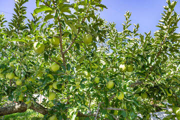 りんご農園(王林)　りんご狩り　りんご畑