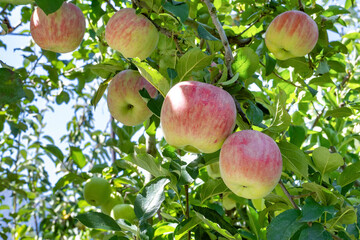 りんご農園(赤りんご)　りんご狩り　りんご畑