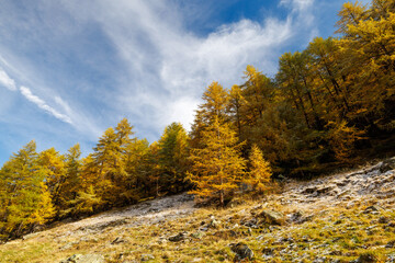 Fototapeta premium yellow colored European larch (Larix decidua) in autumn in Saas Almagell, Valais