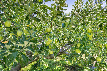 りんご農園(王林)　りんご狩り　りんご畑