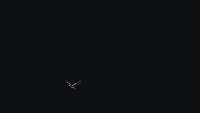 Sea Eagle - Flying Transition - 01 - Realistic 3D animation isolated on transparent background with alpha channel