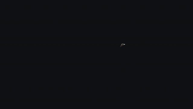 Sea Eagle - Flying Around Loop - 03 - Realistic 3D animation isolated on transparent background with alpha channel