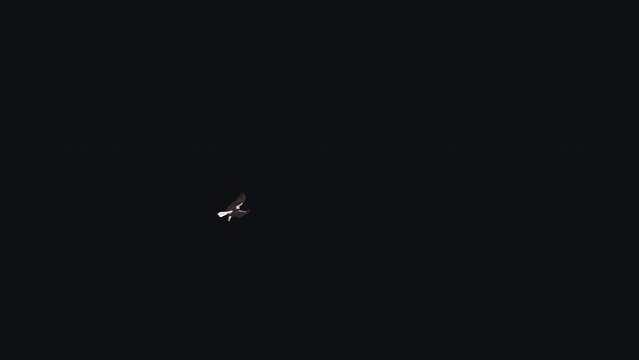 Sea Eagle - Flying Transition - 03 - Realistic 3D animation isolated on transparent background with alpha channel