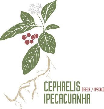 Ipecac flowers, berries, root in color vector silhouette. Medicinal Cephaelis ipecacuanha plant. Set of Cephaelis ipecacuanha root in color image for pharmaceuticals. Medicinal herbs color drawing