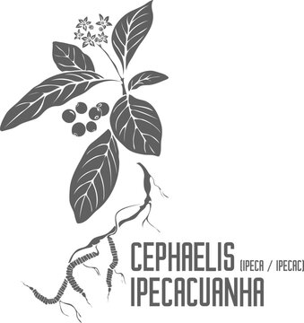 Ipecac root, flowers, berries vector silhouette. Medicinal Cephaelis ipecacuanha plant outline. Set of Cephaelis ipecacuanha root in Line for pharmaceuticals. Contour drawing of medicinal herbs