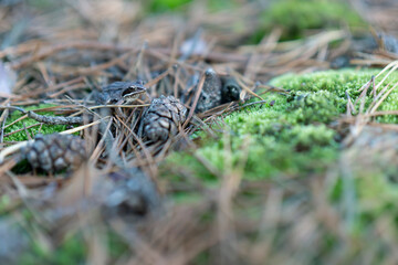 Mała żabka na leśnej ściółce