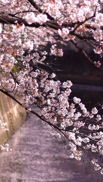 風に舞い散る神田川の桜 / 縦構図動画