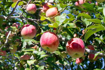 りんご農園(赤りんご)　りんご狩り　りんご畑