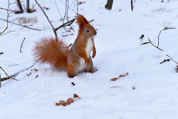 Redhead cute curious squirrel on a wooden snowy stump in winter