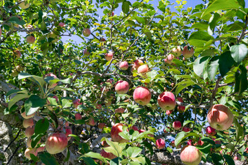 りんご農園(赤りんご)　りんご狩り　りんご畑