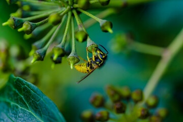 Abejas en el bosque en otoño