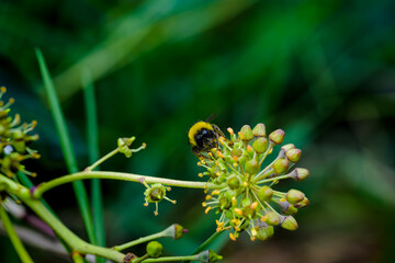 Abejas en el bosque en otoño