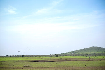 Obraz premium open grass fields in Tanzania, Africa 