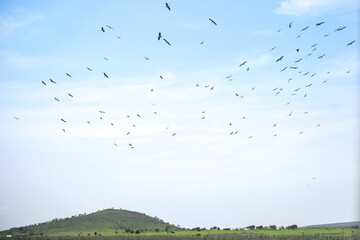 a flock of birds in Tanzania, Africa 