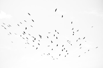 a flock of birds in Tanzania, Africa black and white wall art - obrazy, fototapety, plakaty