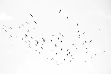Fotobehang a flock of birds in Tanzania, Africa black and white wall art © Christelle