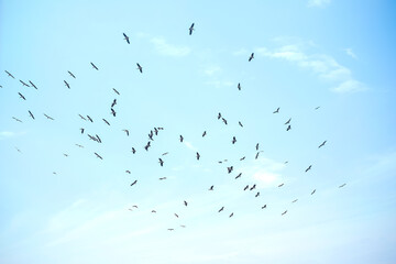 a flock of birdsin Tanzania, Africa 