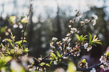 Blossoms in bloom