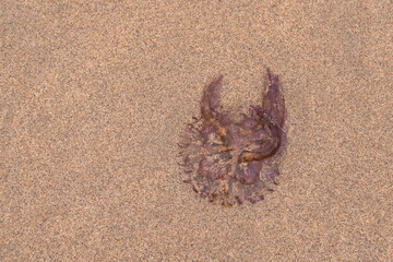 Fototapeta na wymiar Jellyfish on the sand