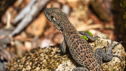 Closeup shot of a spotted brown lizard on a rock