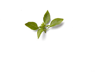 Close up view of isolated fresh green basil leaf.