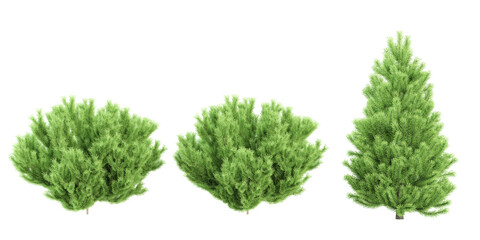 Fototapeta premium set of Rowan,Pine,Box trees on transparent background, 3D rendering