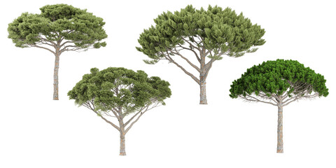 Stone pine trees with transparent background, 3D rendering, for illustration, digital composition, architecture visualization